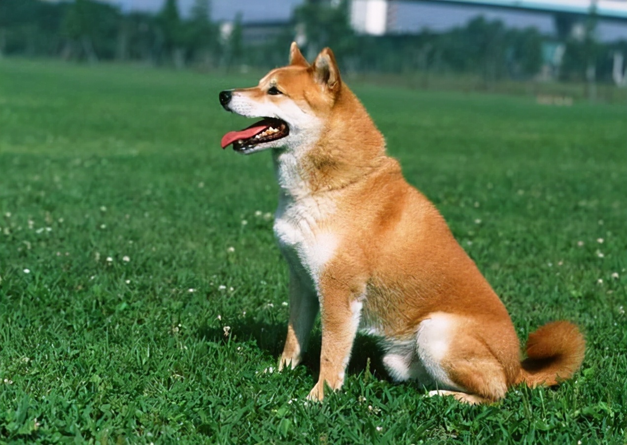 狗狗看家行为纠正方法,刚把狗狗接回家怎么养