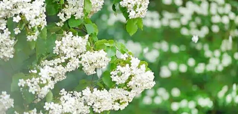 油桐：人间“五月雪”，抗日英雄今记否？