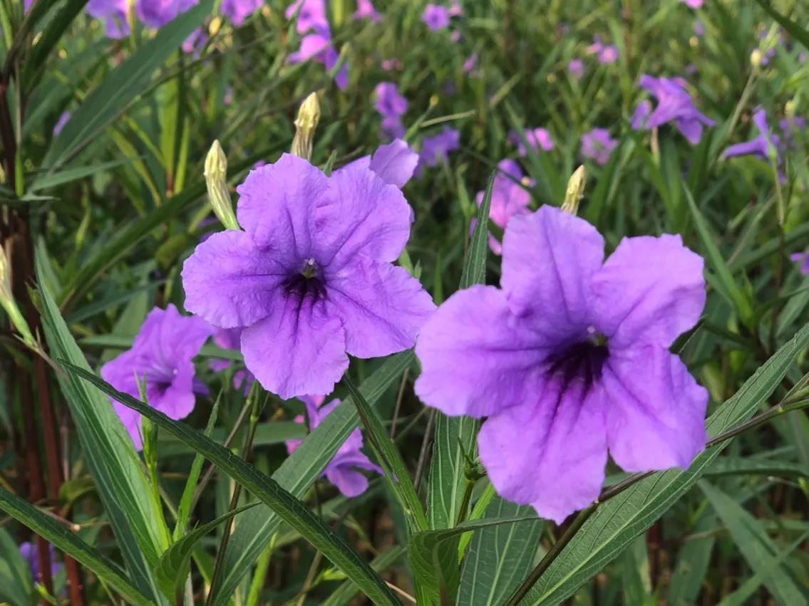 赏花旅游种什么花,春季去公园踏青上百种花让人眼花