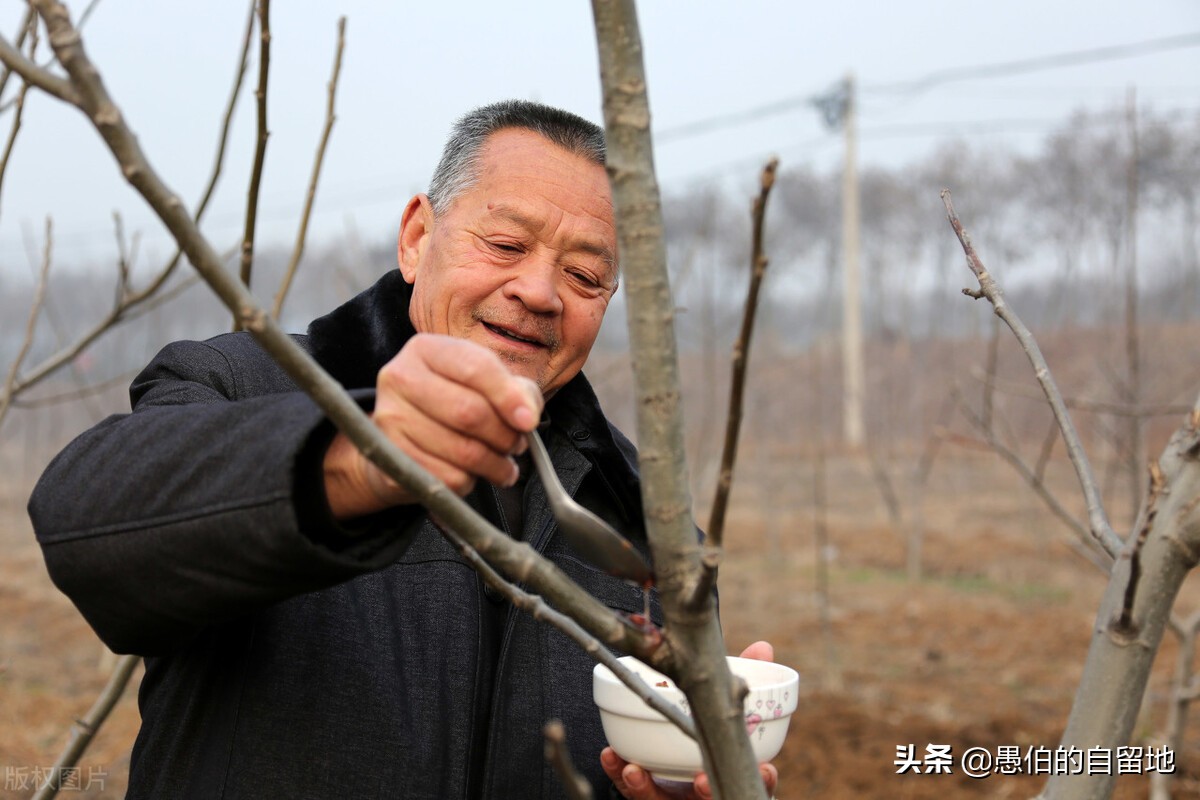 嗨,今天你给果树喂“腊八粥”了吗?