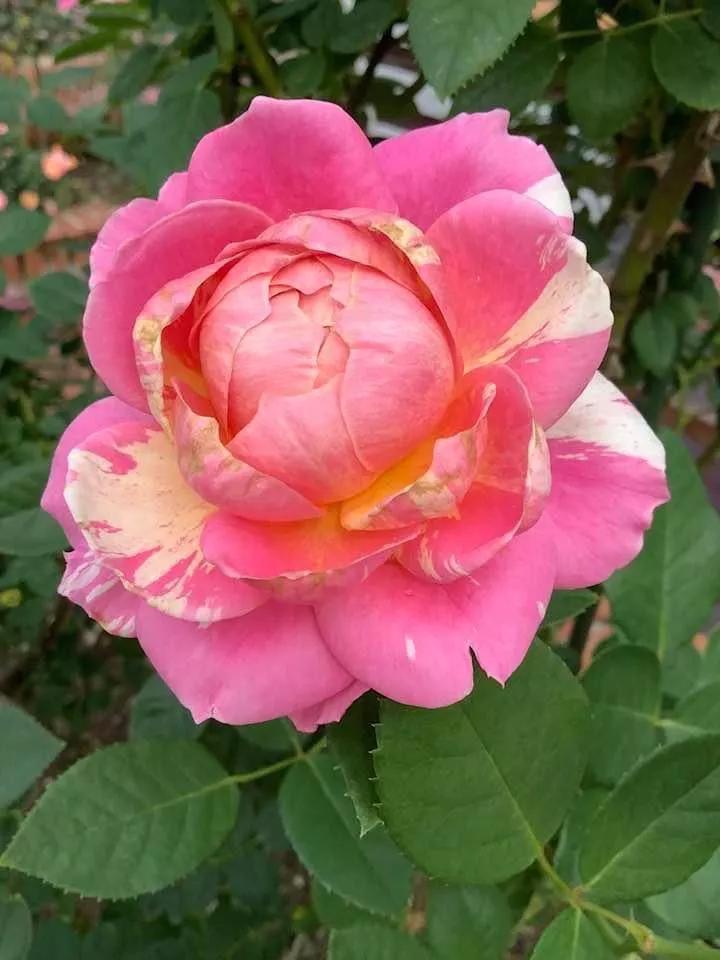 月季品种醉花,月季品种大全及图片欣赏