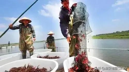 地笼捕小龙虾方法,养殖户如何用地笼多捕小龙虾