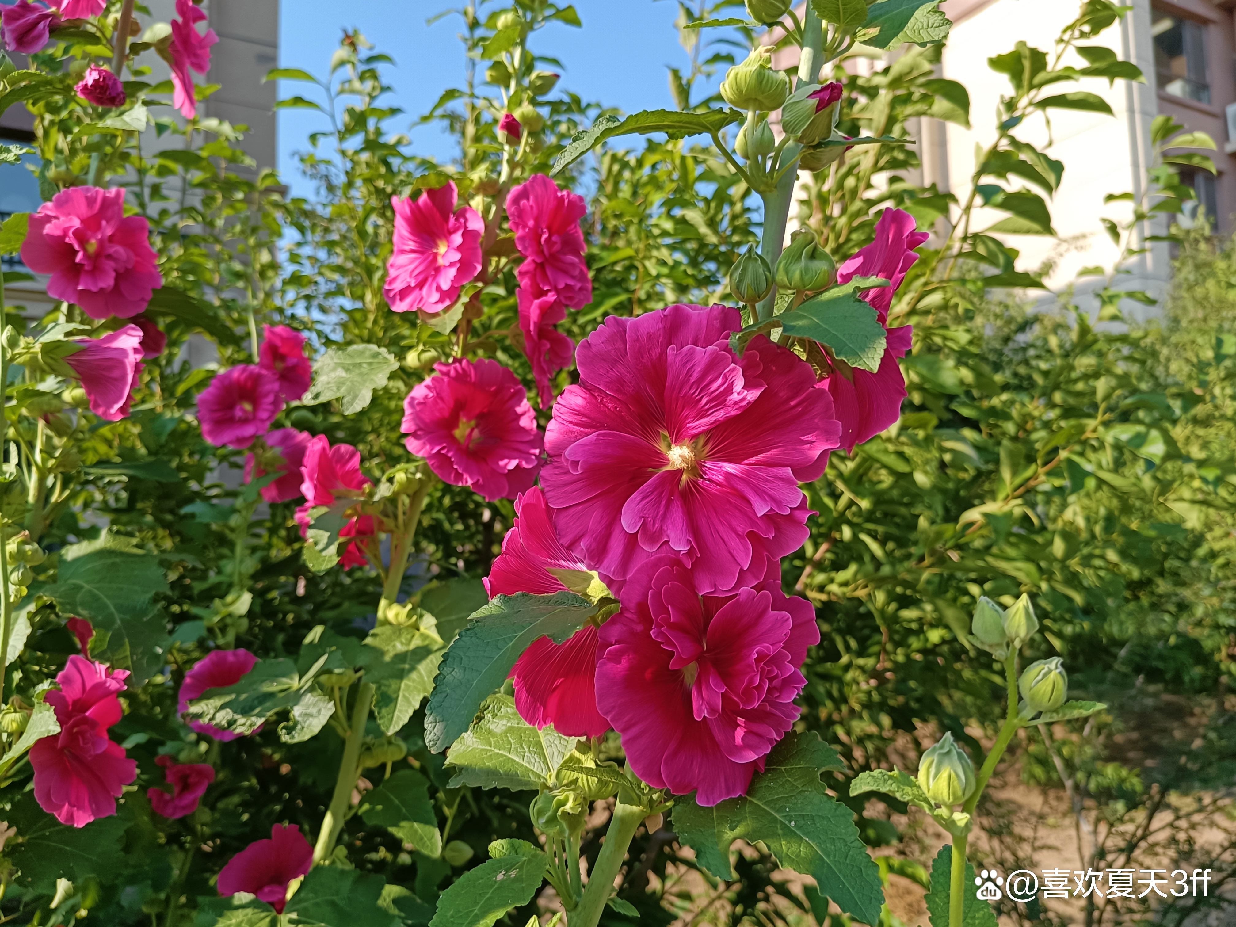 初秋时节鲜花盛开姹紫嫣红,花开初夏花香四溢