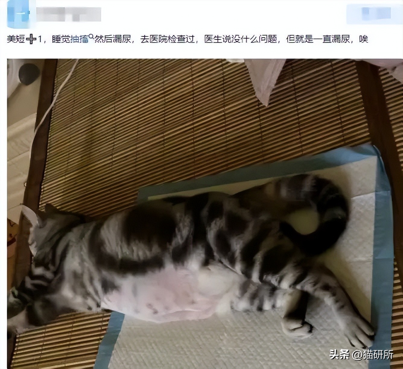 猫咪睡着了总尿床是怎么回事,猫咪总是尿床怎么办已绝育