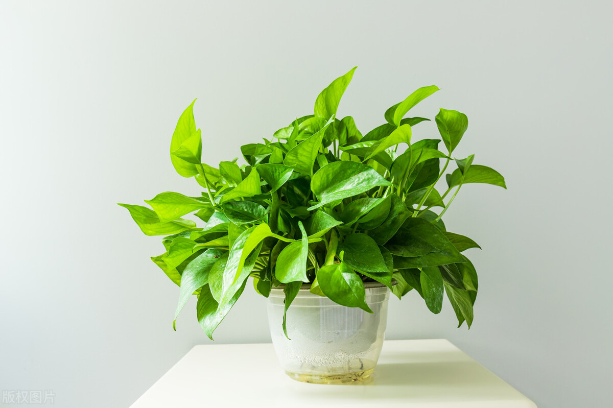 十大最适合懒人养的绿植,什么绿植适应懒人盆养殖