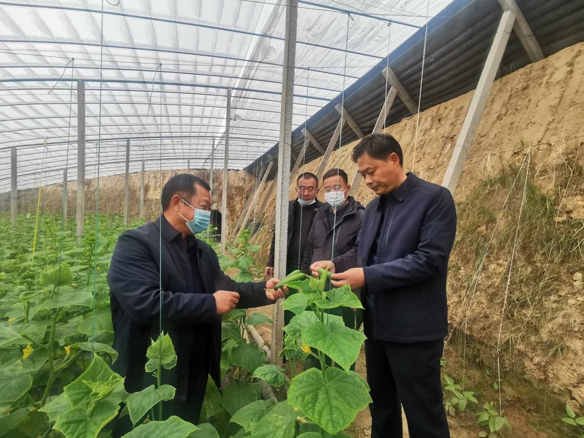 虞城县温室大棚,虞城大棚种植基地