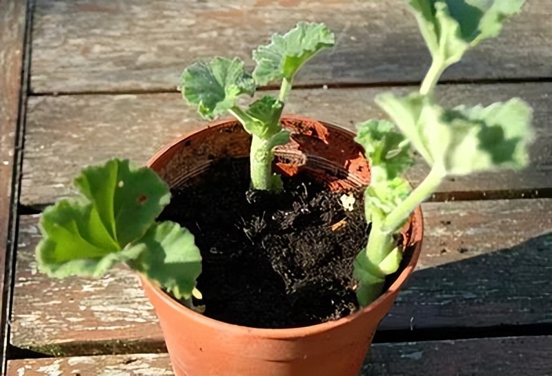 入门天竺葵的扦插方法图解,天竺葵扦插跟绣球扦插方法一样吗