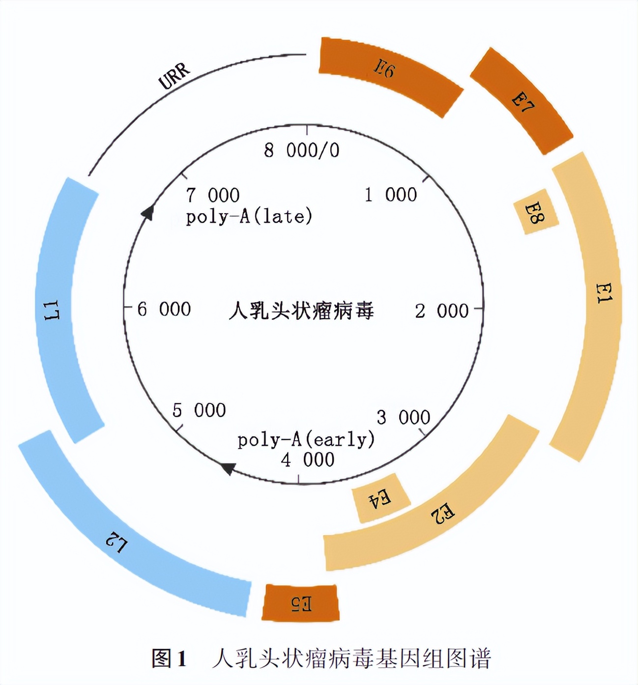 sanger测序仪评测,sanger测序仪