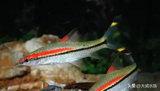 新手必养灯科鱼,灯科群游