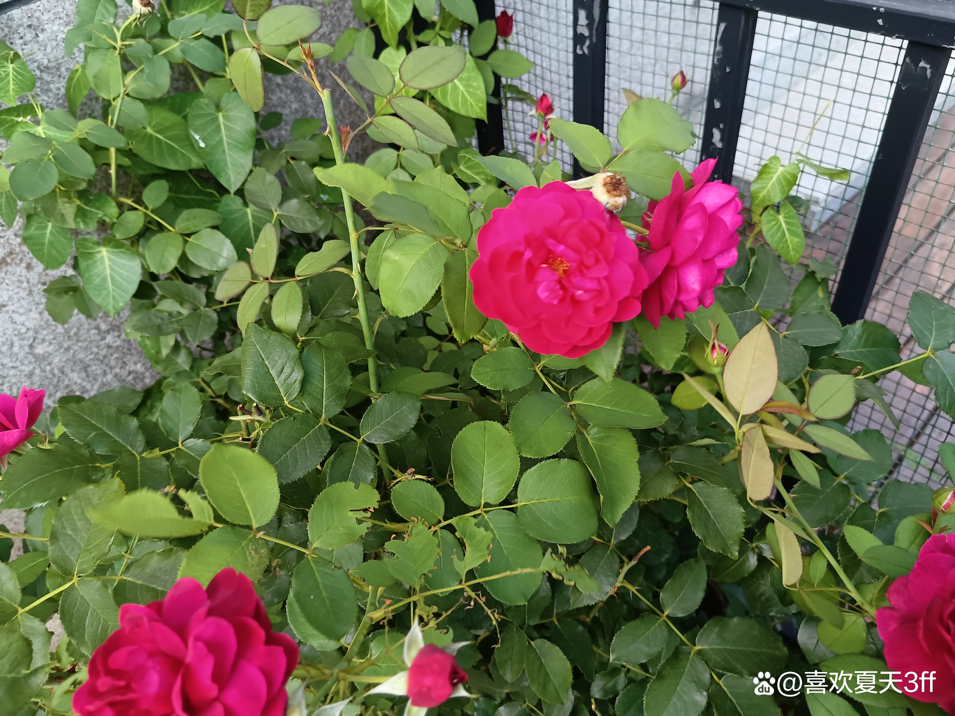 夏日的鲜花浪漫的盛开美丽又迷人,夏日盛开的鲜花