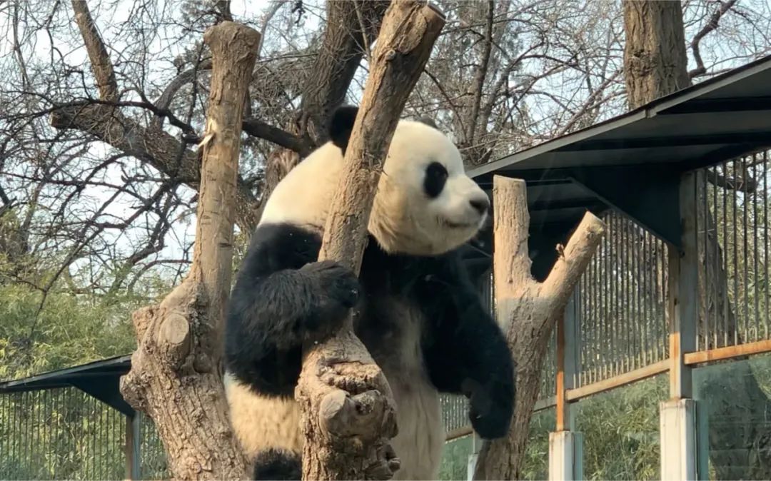 大熊猫萌兰被萌萌抢苹果,大熊猫萌兰被抢苹果