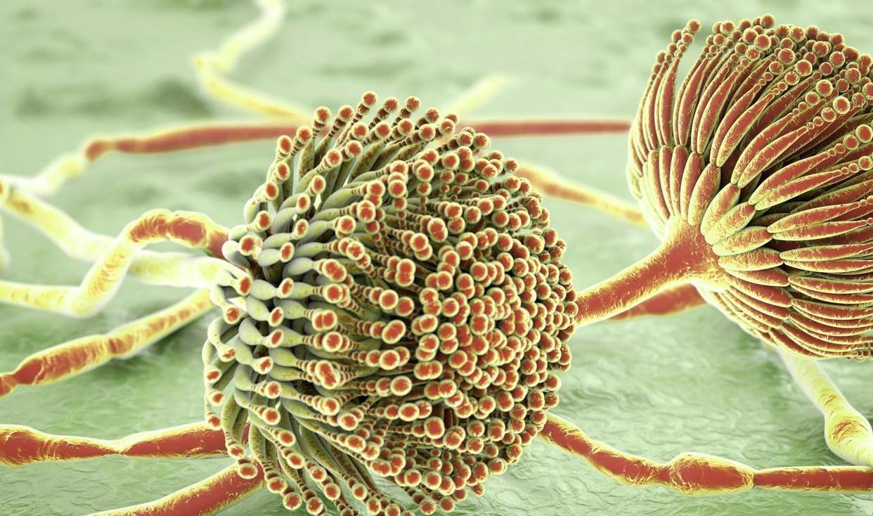 肝病不能吃鸡蛋吗,肝病不能吃葵花籽吗