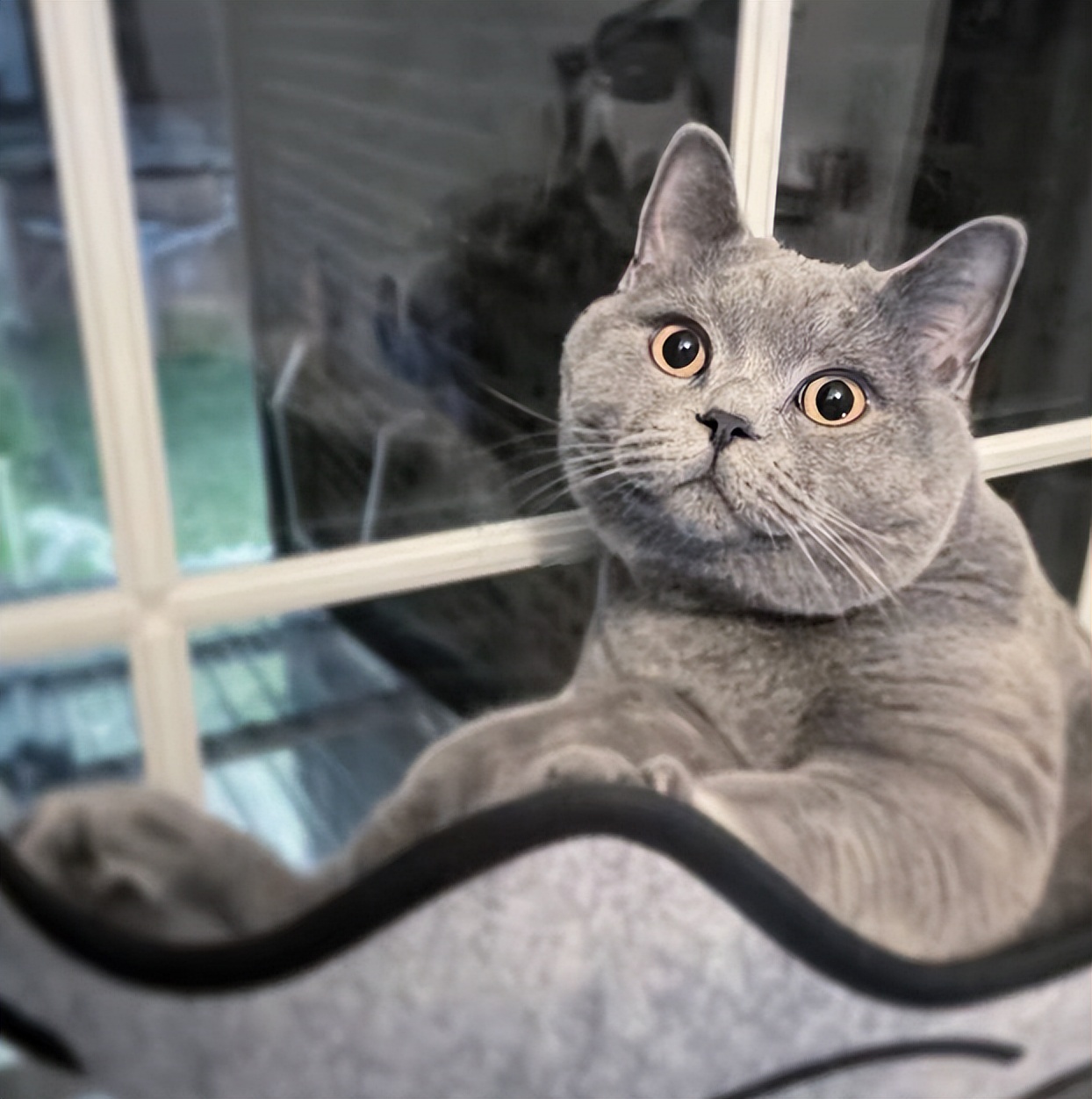 新手养英短蓝猫的十大忠告,英短蓝猫饲养技巧和方法