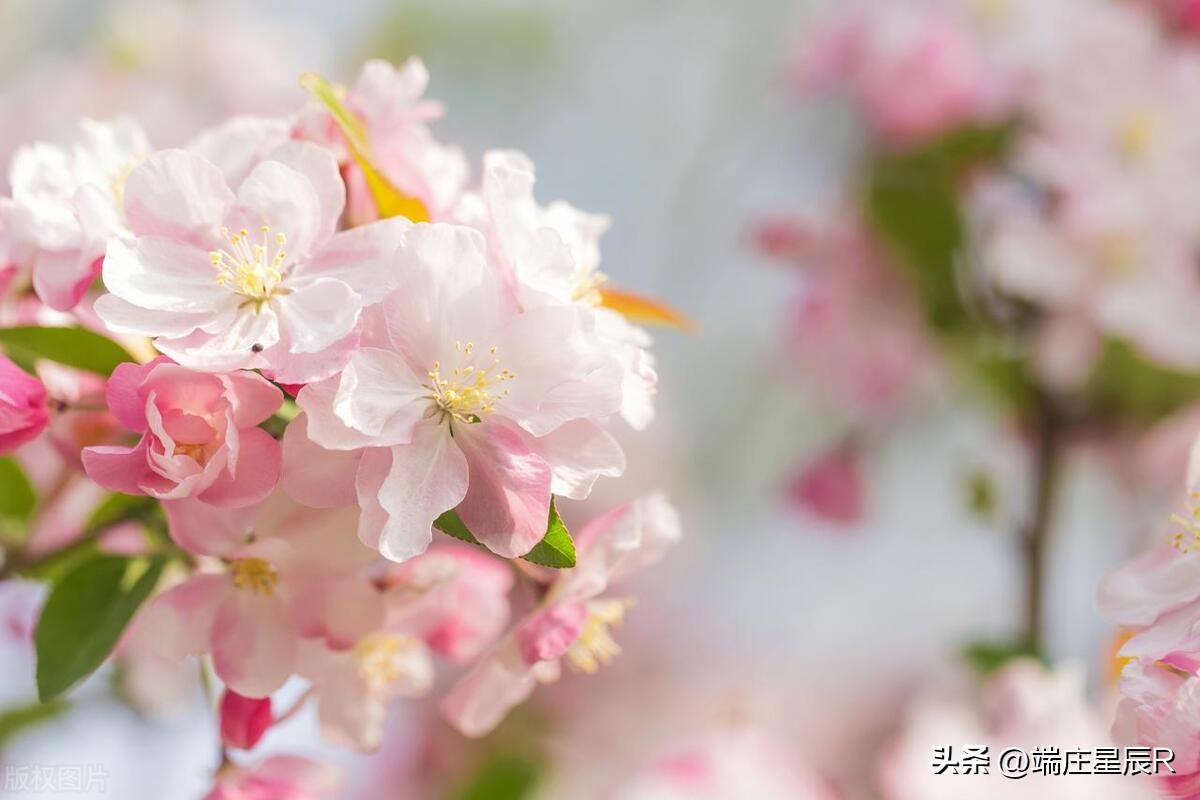 海棠花的特点与象征意义,海棠花的特点及象征意义是什么