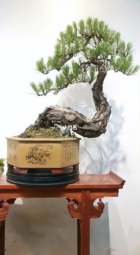 新手松树盆景制作,盆景铝线怎么蟠扎松树盆景