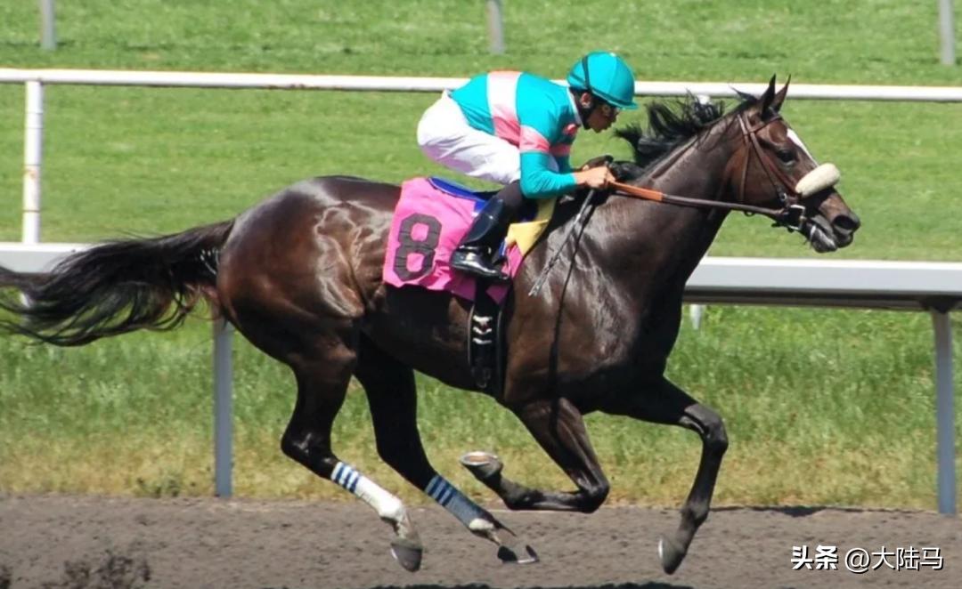 21世纪最伟大比赛,20世纪美国100匹顶级赛马排名