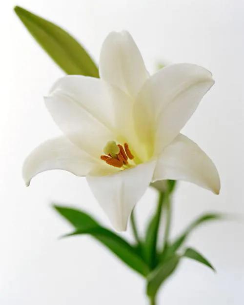 雪白的百合花,纯洁的百合花习作