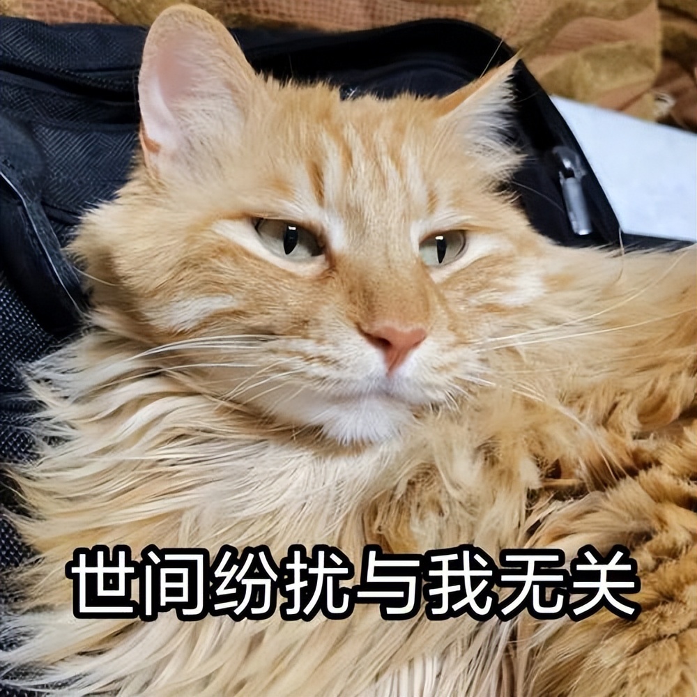 猫咪单独放在家里有什么要注意的 (晚上把猫咪单独关在一个房间)