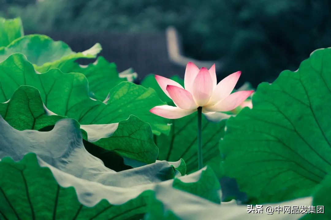 二手车商获客,二手车线上获客如何线下引流