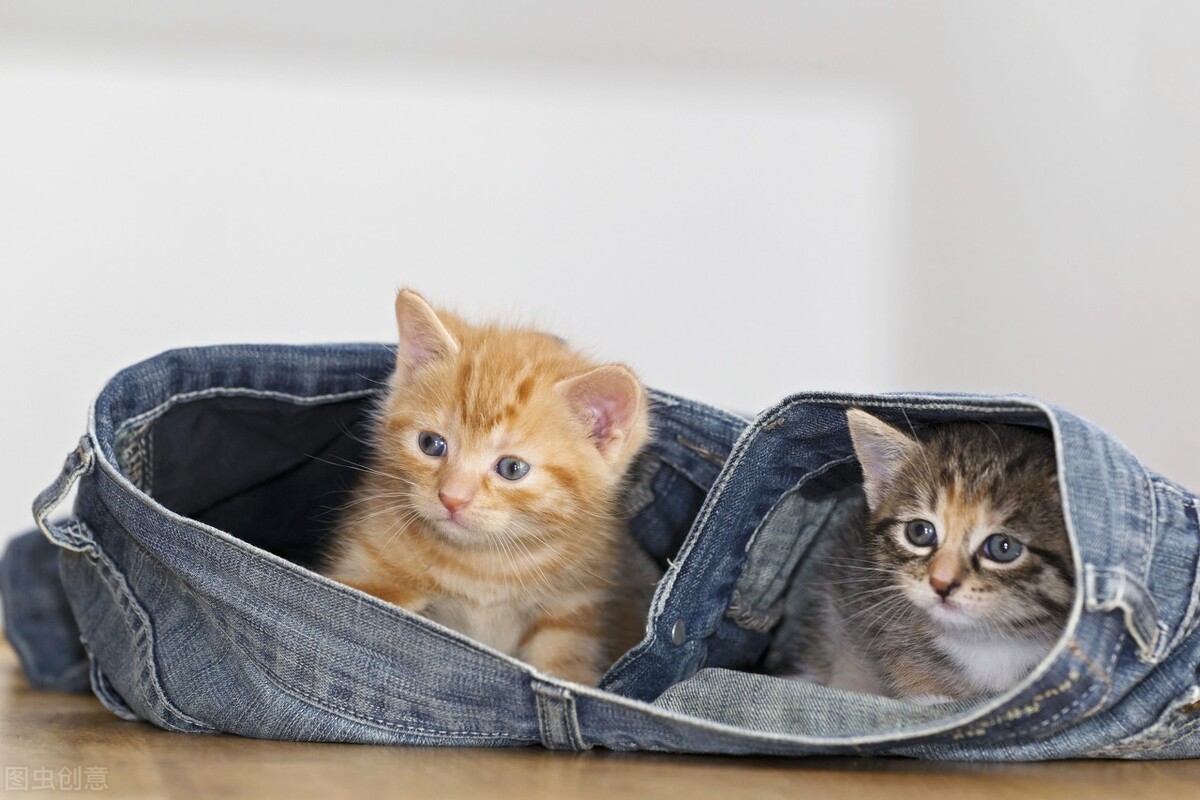 金星在十二星座的位置,金星在十二星座的爱情观