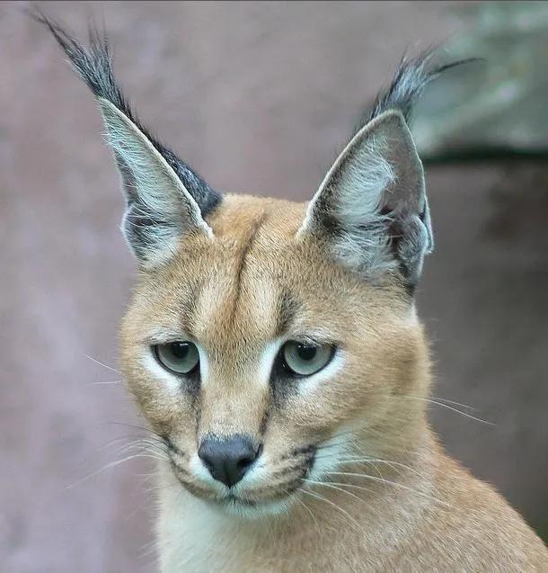 世界上最贵的猫咪,十种世界上最昂贵的猫咪