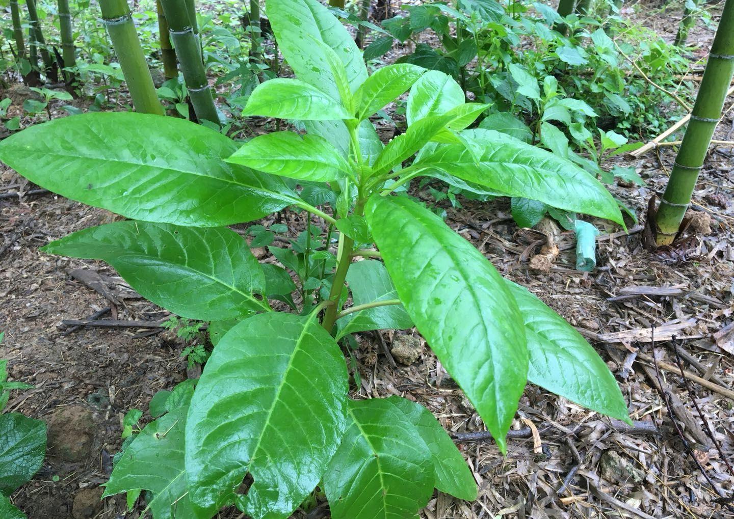 商陆土人参功效,商陆和野生人参区别