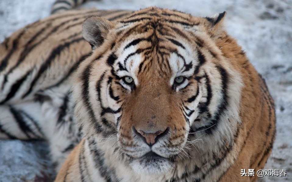 虎年是哪一年开始的,虎年的来历和习俗