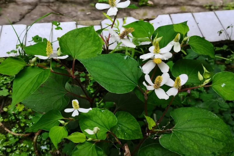 农村种什么一年能赚20万,现在农村种植什么比较收益大