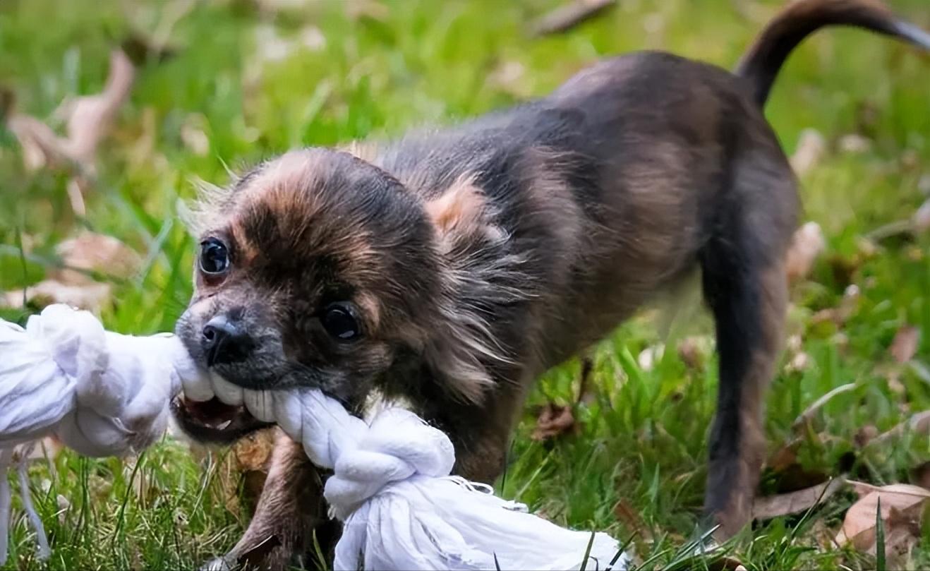 幼犬啃脚趾,幼犬咬手咬脚行为纠正方法
