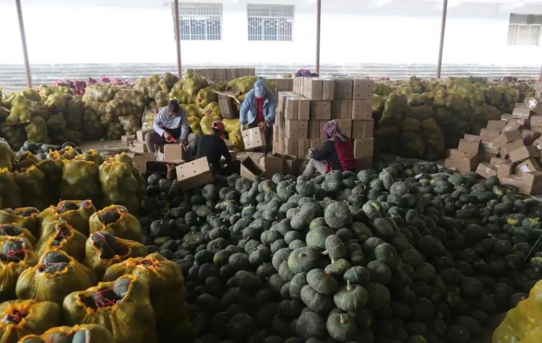 贝贝南瓜小金果,贝贝南瓜致富