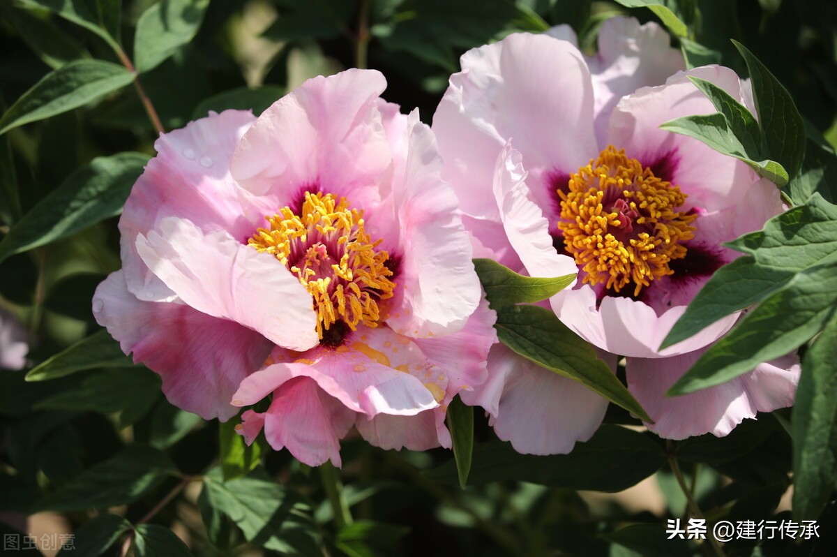 二十四节气谷雨国画,二十四节气谷雨古诗