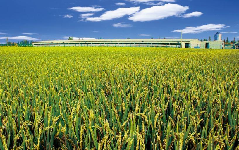 如何通过政策支持农业可持续发展,农业可持续性发展的理论与实践