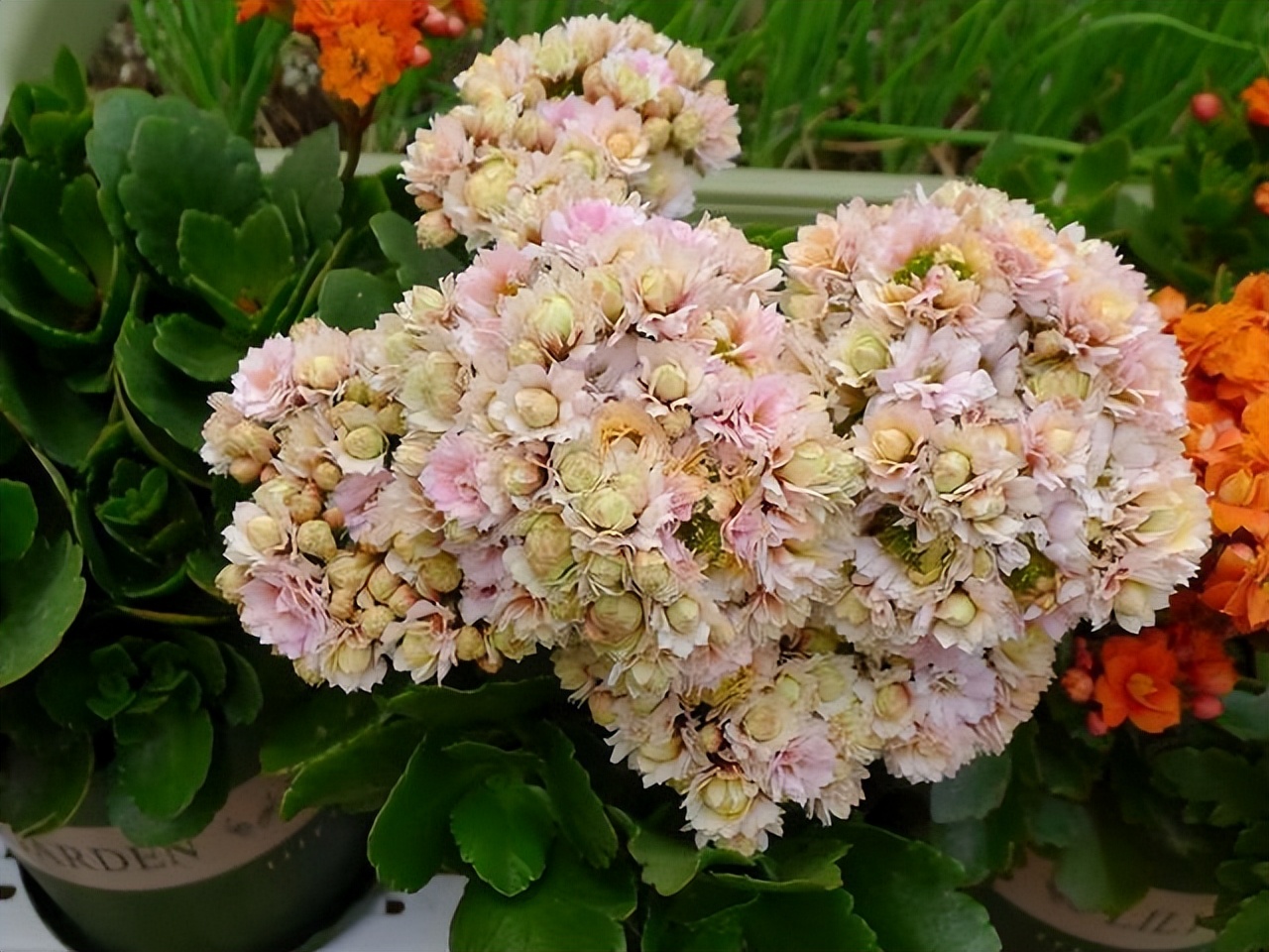 适合在北方养的吉利花,越养越吉利的三种花富贵花