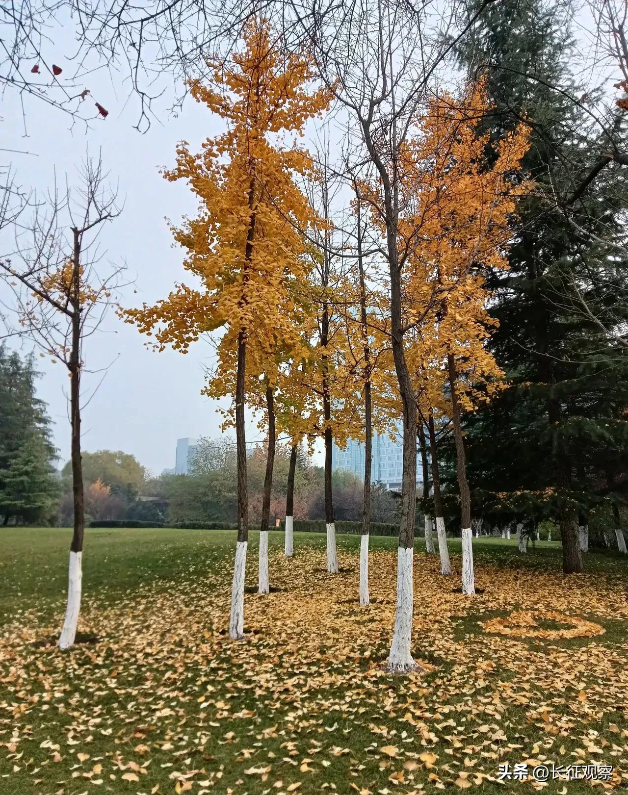 西安“四区联动”效果初现，刘国中强调继续加大措施力度