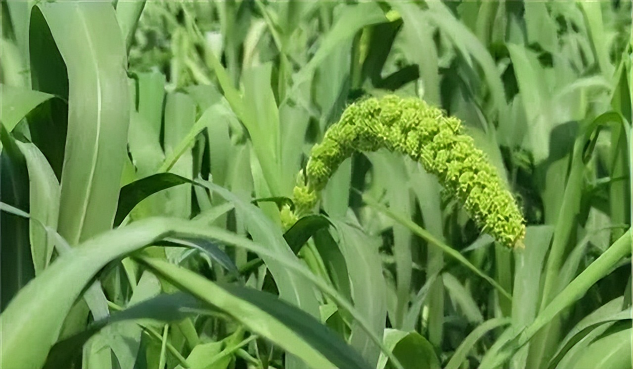 谷子的种植技术与管理课件,旱地谷子种植技术规范