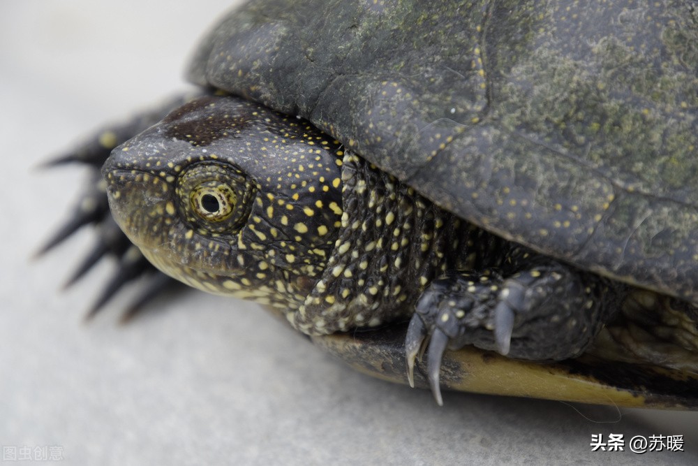 龟龟马上就要冬眠了，选择哪种冬眠方式比较好？