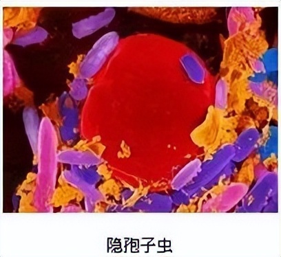 去水上乐园玩如何防止妇科传染病,去水上乐园玩感染的概率大吗