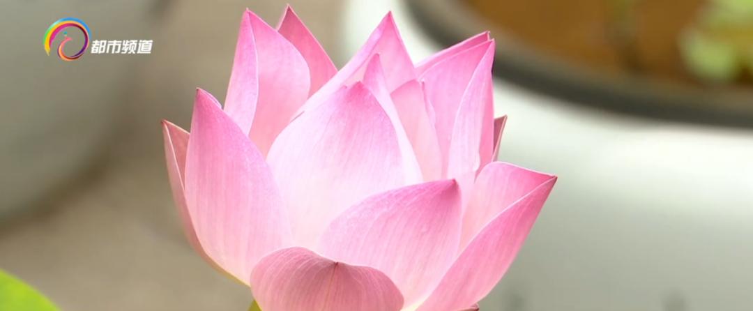 精心打扮出去拍照,大观公园荷花拍照技巧