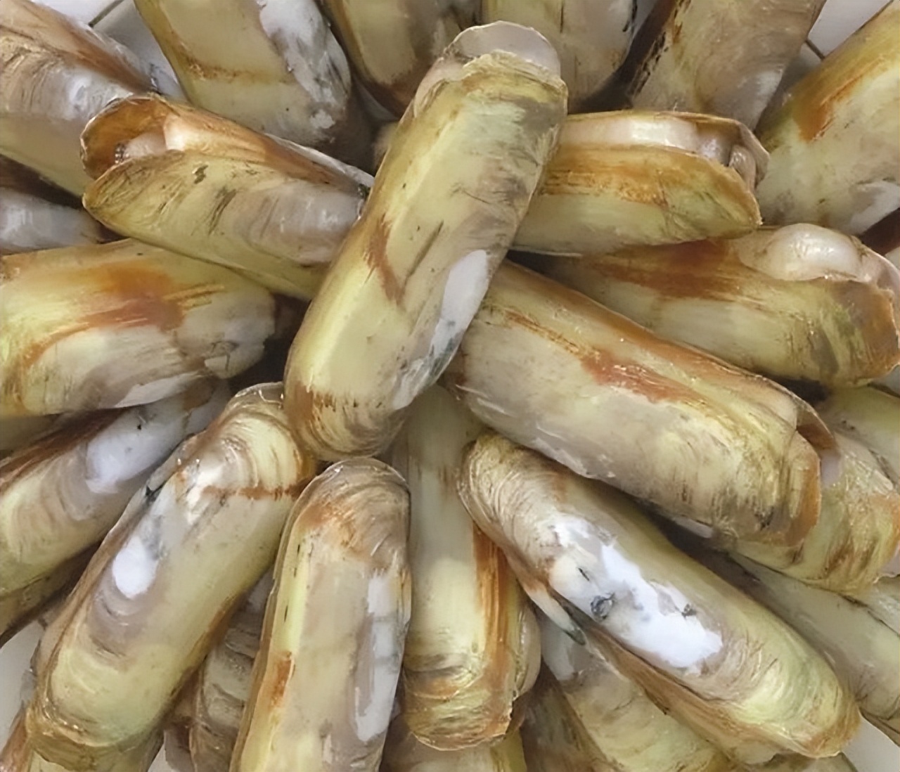 蛏子怎么入药,中药古今研究视频