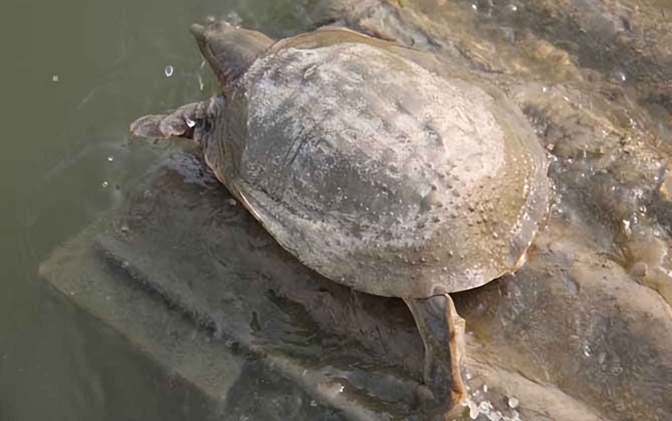 养殖哪个鳖种有前景,中华鳖养殖现状及未来发展