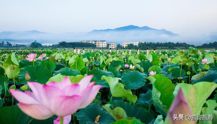 广西宾阳旅游攻略路线,广西南宁宾阳旅游攻略景点