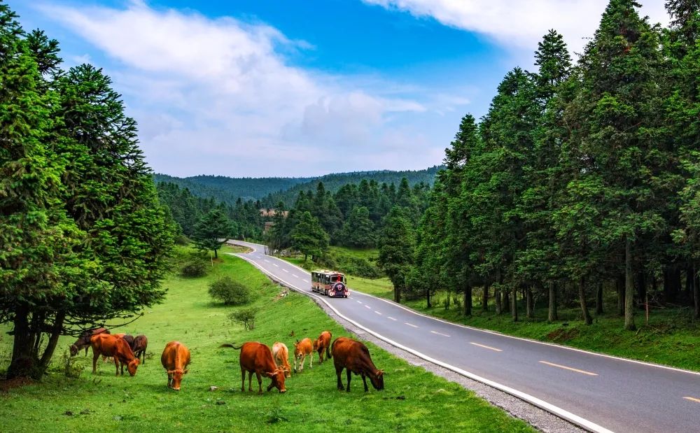 重庆周边凉快的避暑打卡地,重庆周围避暑地推荐