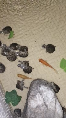 麝香类的龟哪个便宜,麝香龟哪个品种最便宜