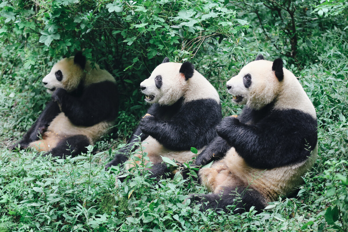 成都网红打卡景点双子塔在哪里,最近成都很火的网红打卡的火锅楼