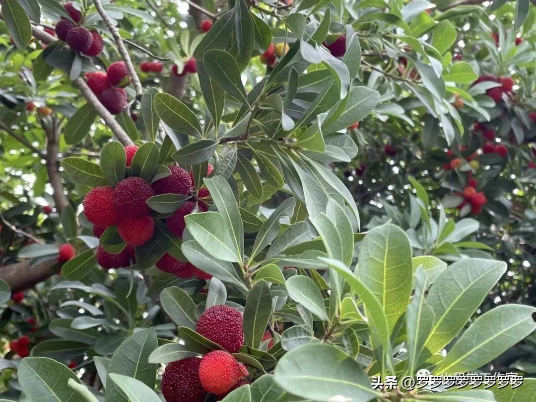 吃杨梅不吐杨梅汁,吃杨梅也不吐气