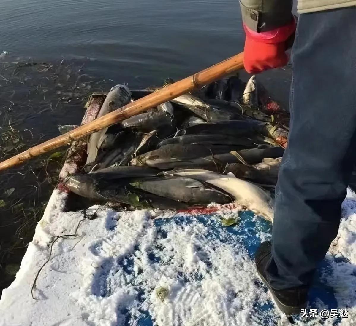 放生是否为了求功德,放生塘鲺的功德