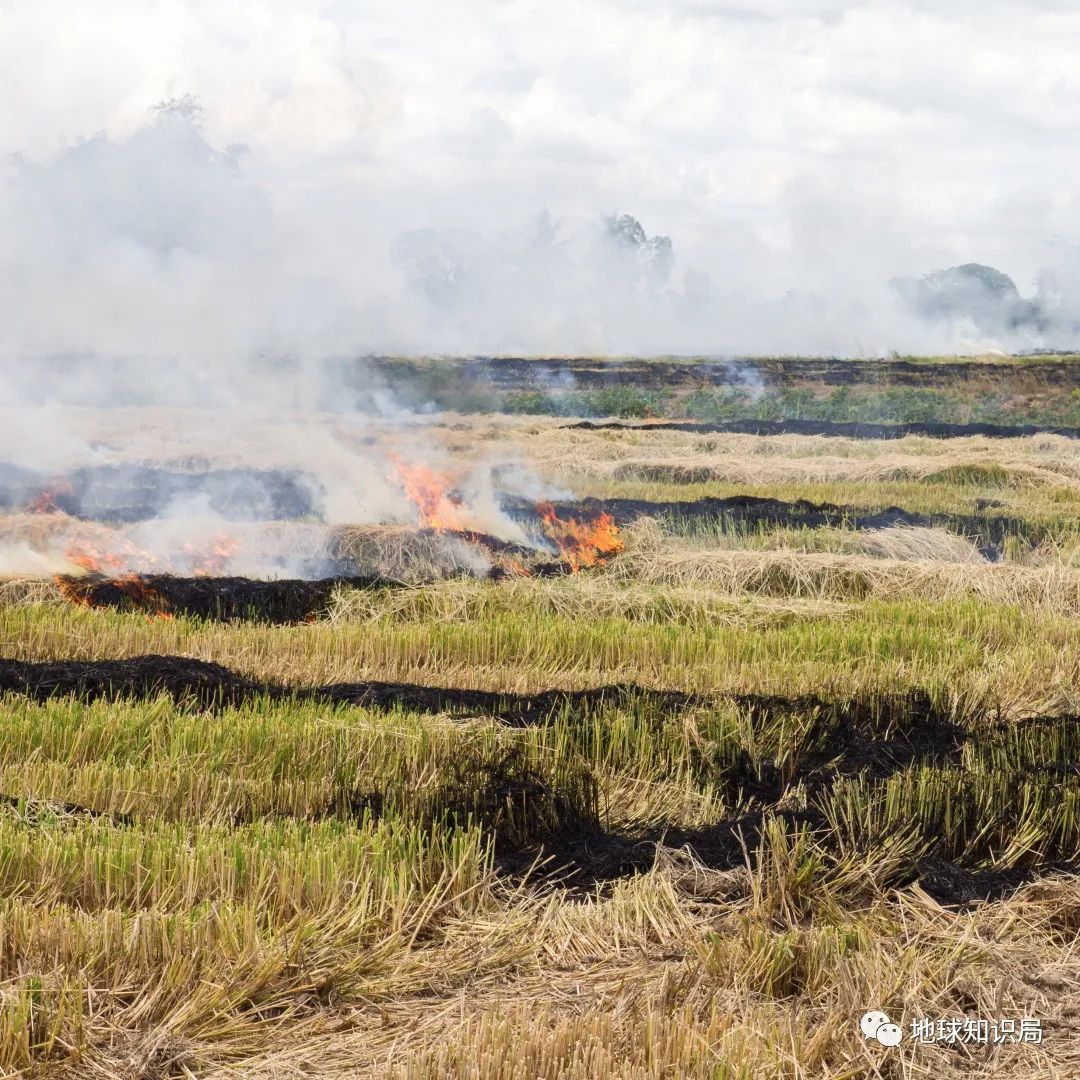 泰国米，从小吃到大|地球知识局