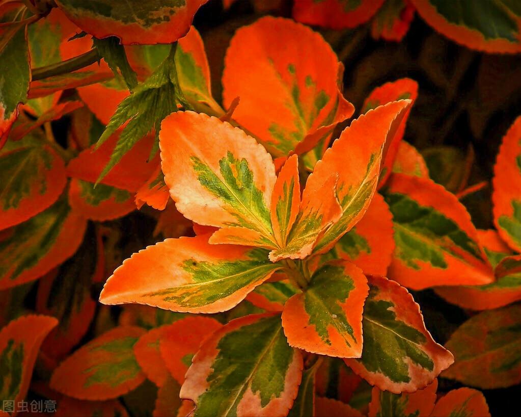 一花一深爱，花海美蓝天，花艳醉*光春**，花笑荡柔情，人间如仙境