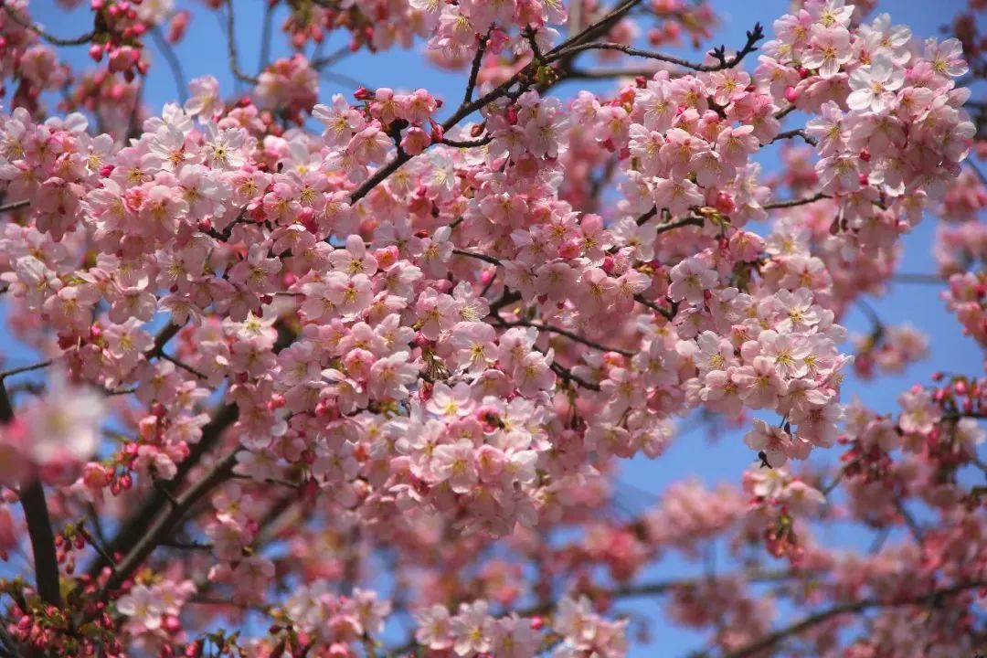 初春河津樱花图片大全,河津樱花品种大全