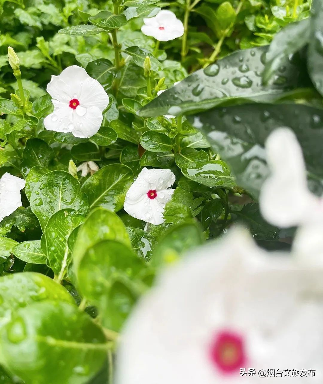 吃遍烟台玩遍美景,带你玩遍烟台